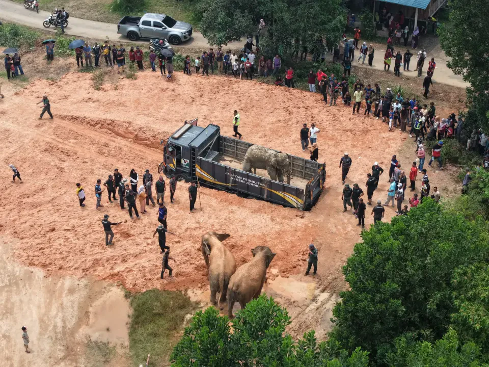 Tiga Jam Pujuk ‘Awang Kolam’, Sanum dan Abot Bantu Operasi Pemindahan