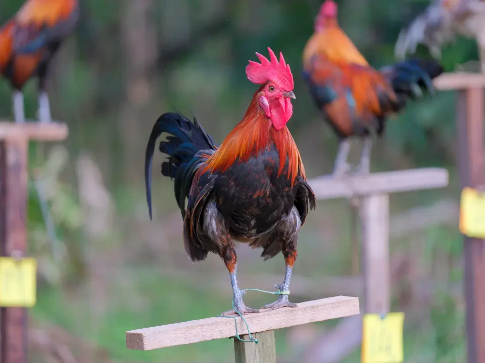 Pertandingan Ayam SorokTarik Perhatian Penduduk Di Kerandang