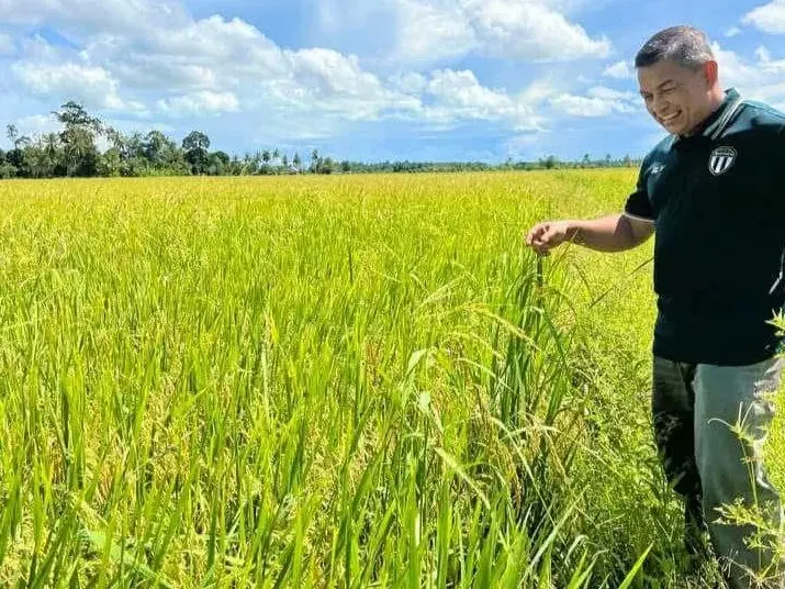 Pengeluaran Padi Terengganu Meningkat , Rekod 60,750 Metrik Tan Pada 2025