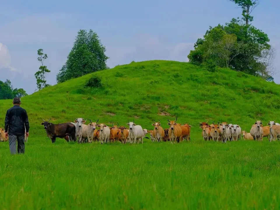 Populasi Lembu Berdaftar Terengganu Catat Peningkatan, Cecah 107,531 Ekor Bagi Tahun 2025