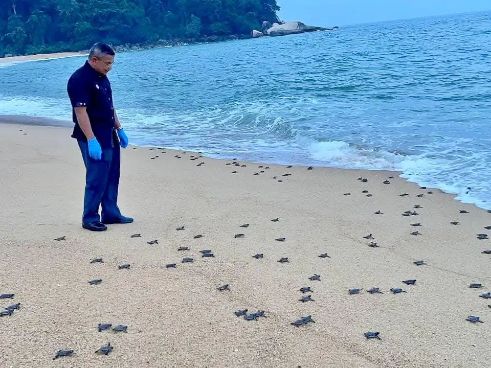 Terengganu Ambil Strategi Ampuh Lindungi Penyu
