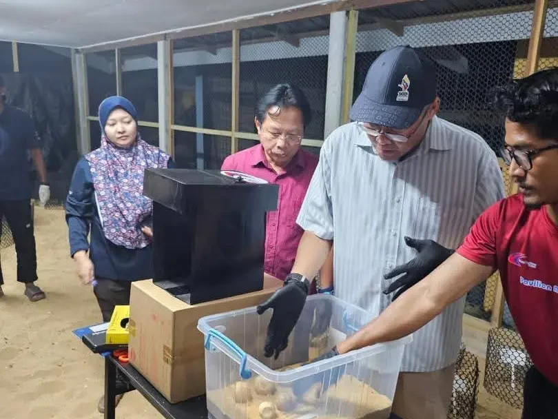 Lima Pendaratan Penyu Belimbing Direkodkan, Dua Sarang Tidak Tersenyawa